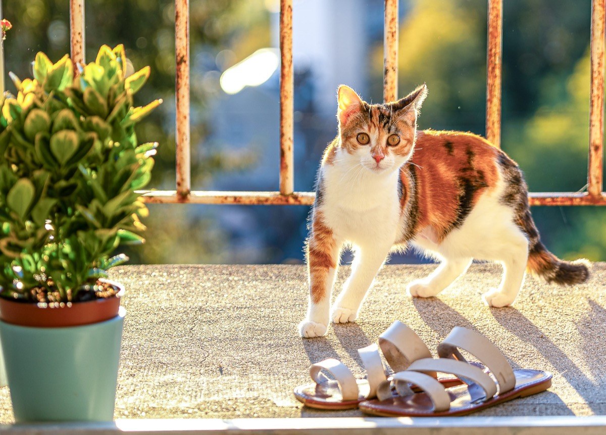Kitty, notre chatte